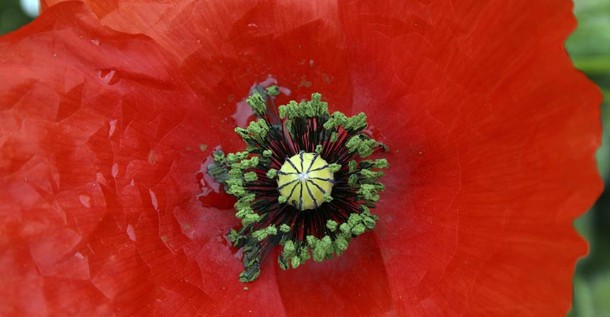 Amapola Amapola
